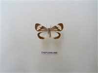 藏品(毛脛蝶燈蛾)的圖片